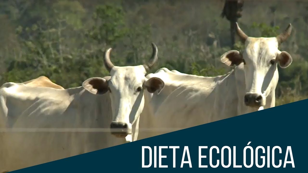 El enemigo más suculento del medioambiente: la carne de res