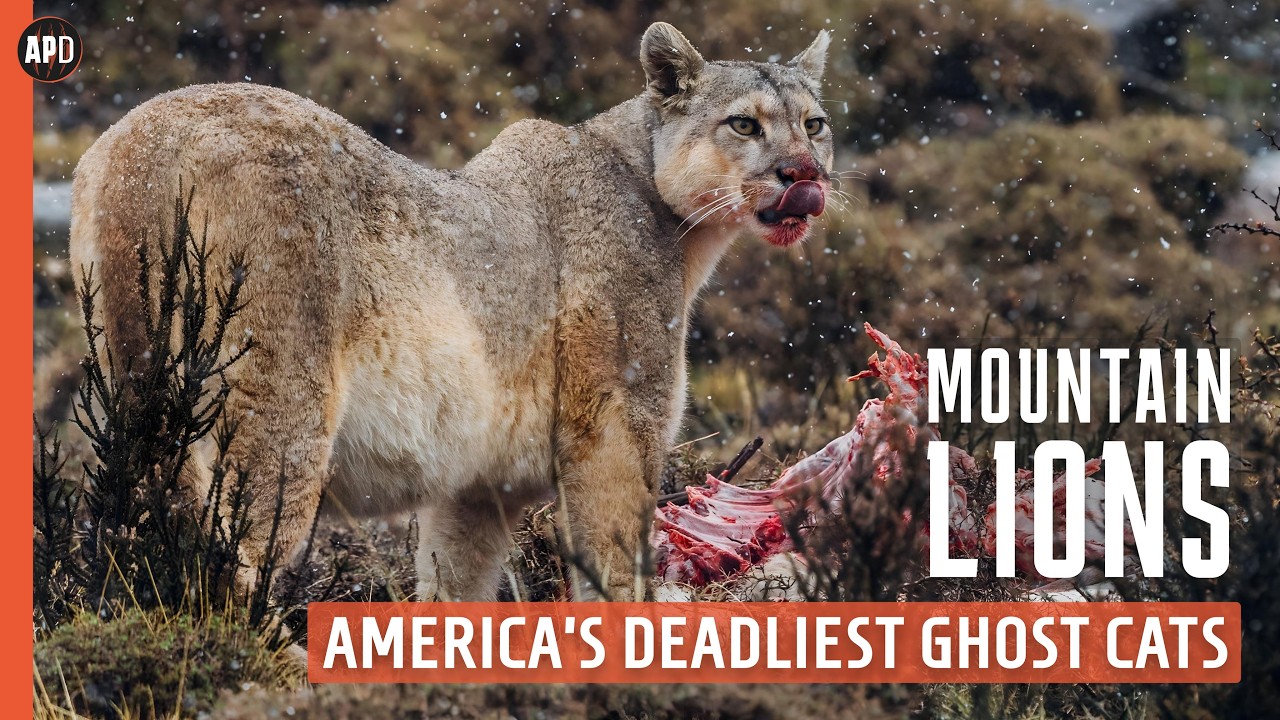 MOUNTAIN LIONS: America’s Deadliest Ghost Cats | Wildlife Documentary