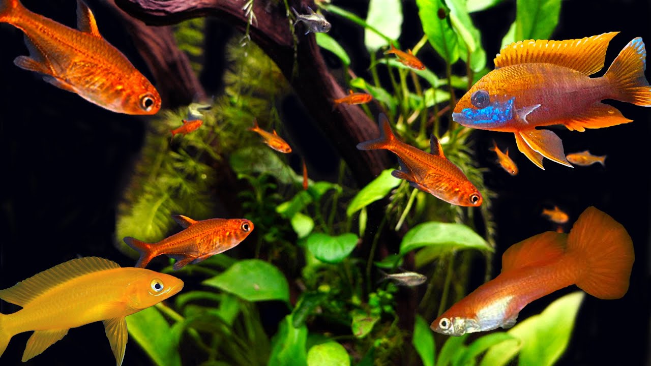 The BEST Orange Fish For Your Aquarium! Something for Everyone!