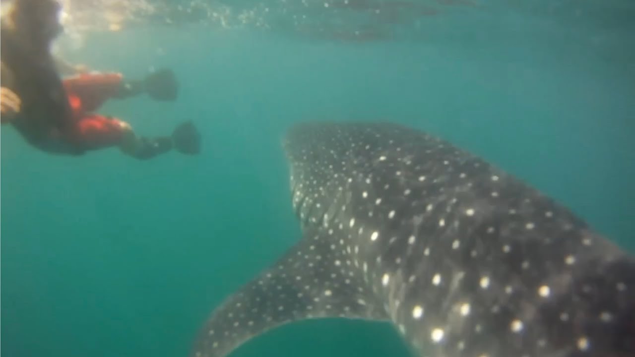Scuba diving in the Sea of Cortez - Baja CA - July 2014