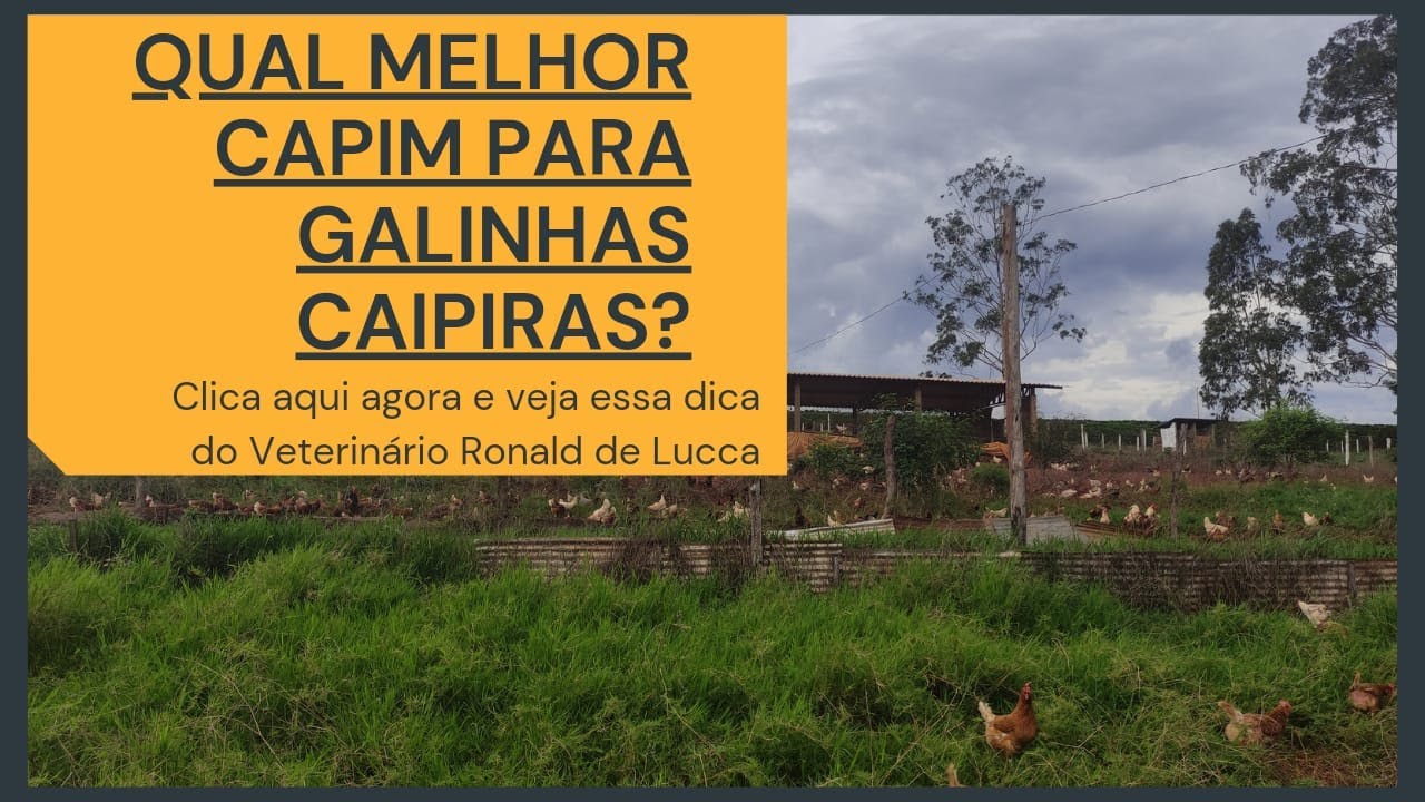 QUAL MELHOR CAPIM PARA GALINHAS CAIPIRAS?
