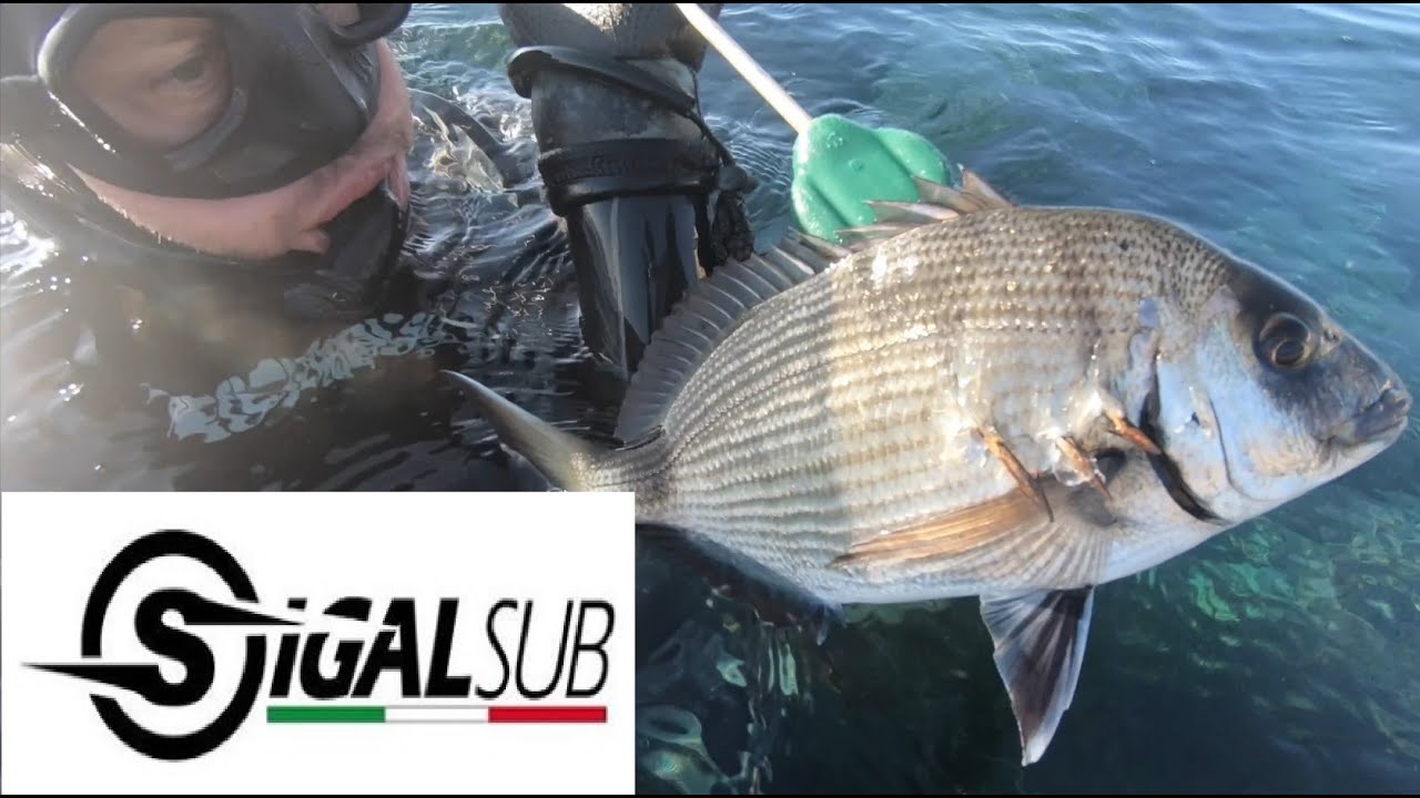 Enrico Creta - Team Sigalsub Spearfishing - Pesca in apnea corvine saraghi e spigole
