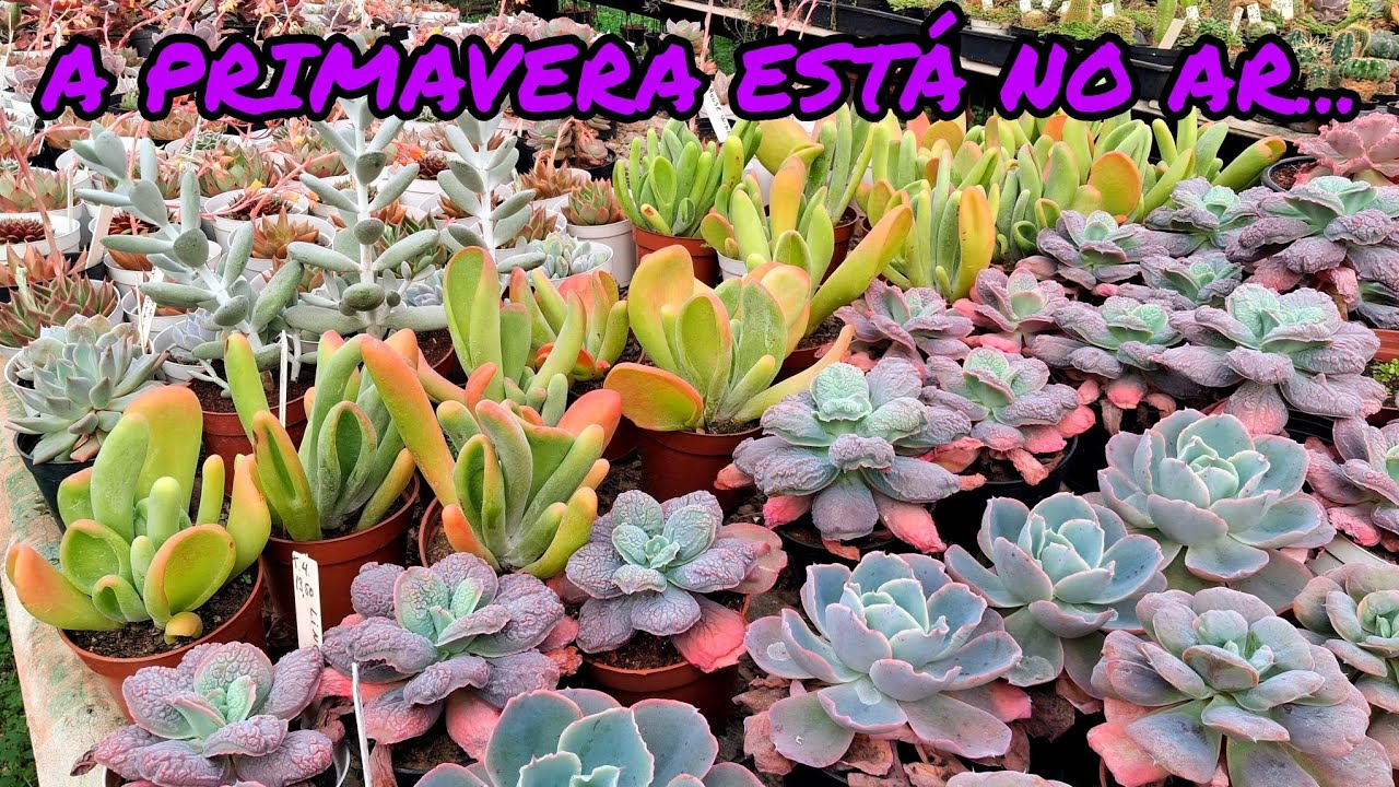 SUPER PROMOÇÃO DE PRIMAVERA!!! SUCULENTAS COM ATÉ 50% DE DESCONTO!!! JARDIM DOS CACTOS