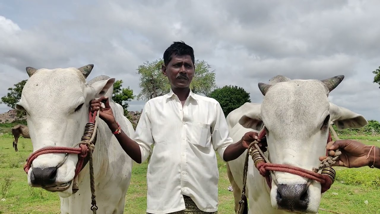 7659982915విలేజ్ బుల్స్ అమ్మబడును కావాల్సిన వారు ఫోన్ నెంబర్ కి కాల్ చేయండి 🐂🐂🐂🌾🐂🌾❤️#.... ....