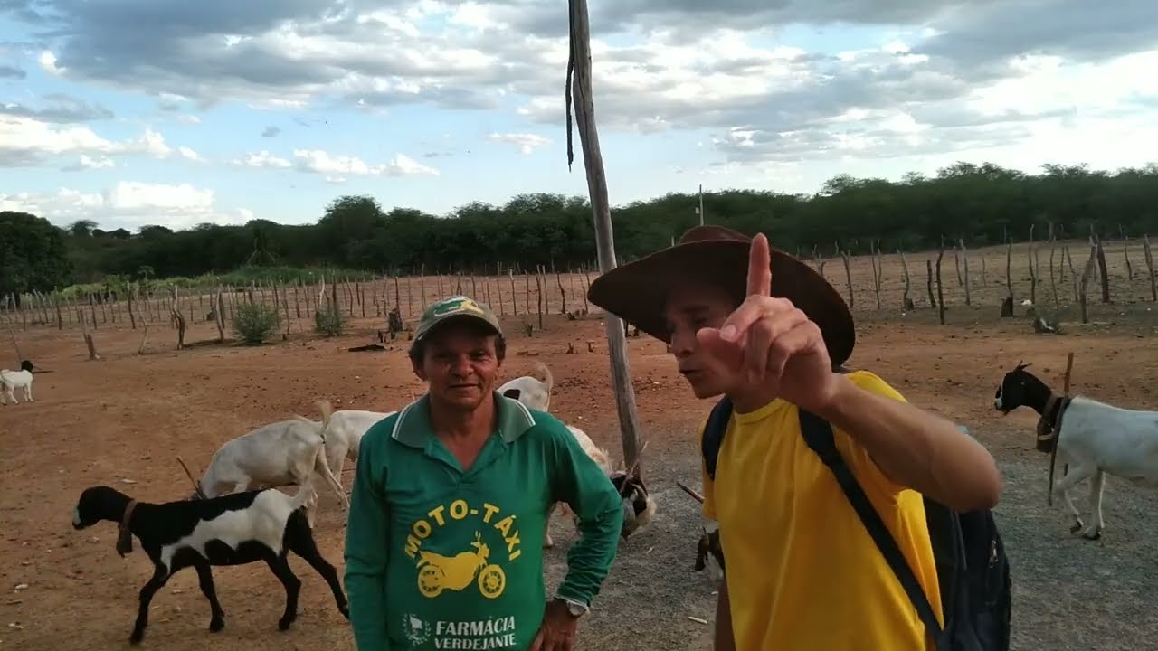 Meu dia a dia com as cabras