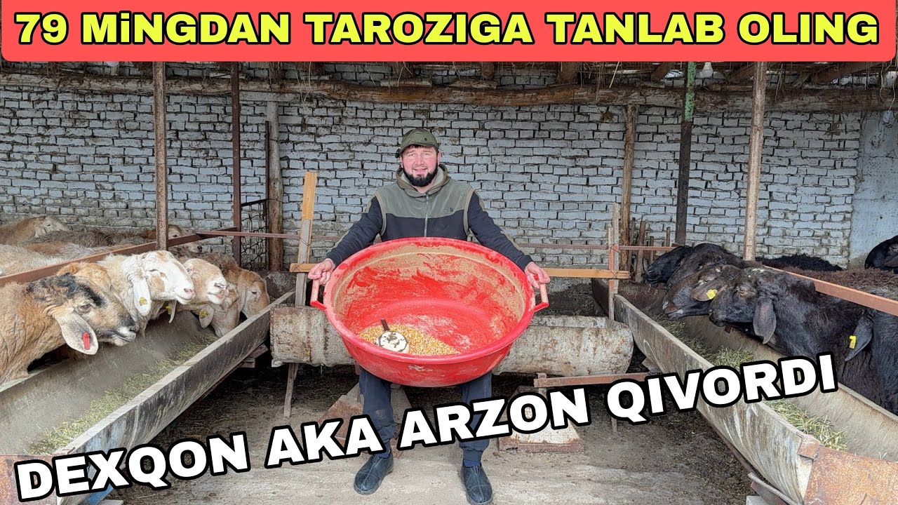 79 MINGDAN TAROZIGA ARASHAN QO’CHQORLAR BUNAQASI BO’LMAGAN 