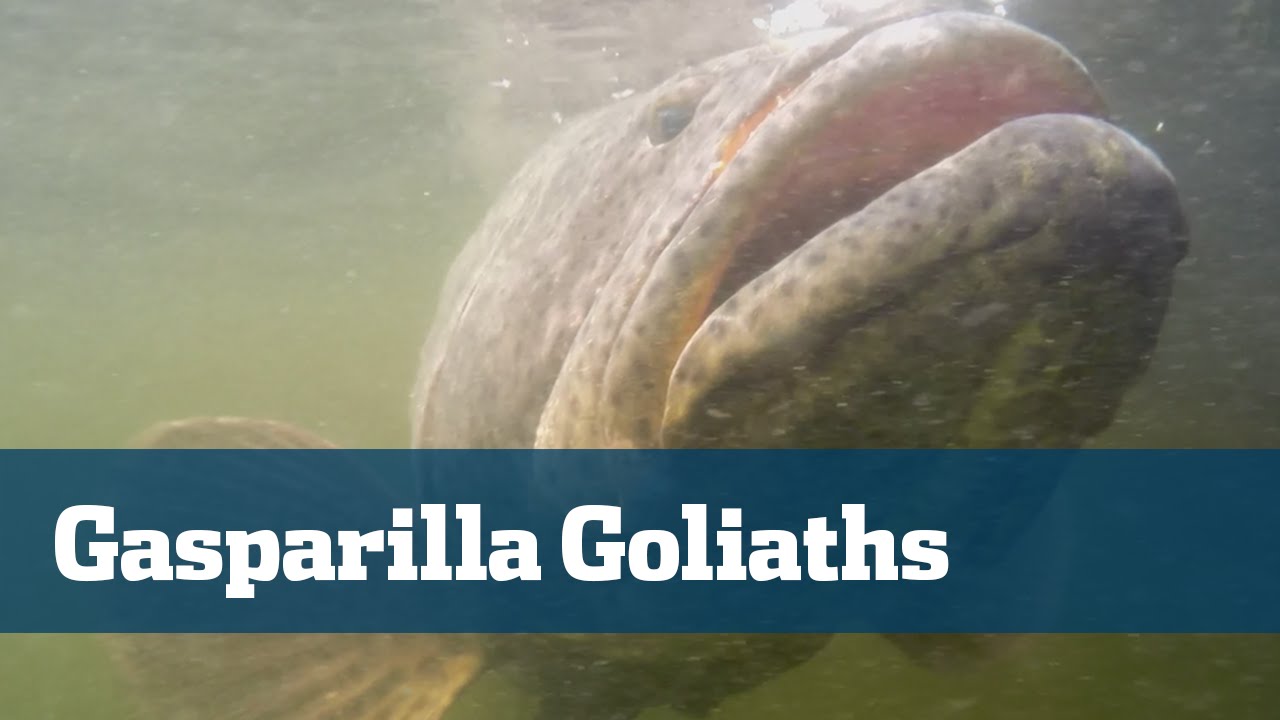 Giant Grouper In The Gulf - Florida Sport Fishing TV - World's Strongest Fish Pull You Off The Boat