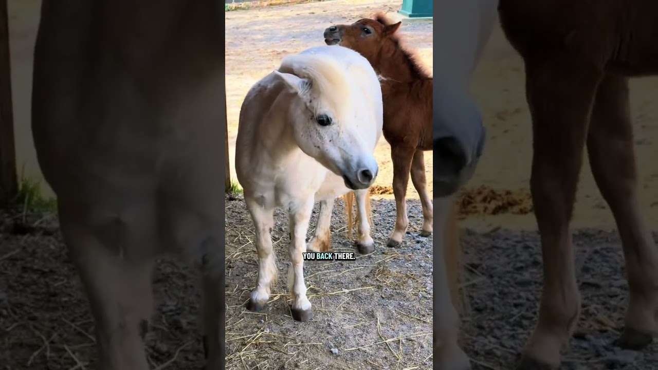 Первый день Гленна в тренировке на поводке! #katievanslyke #foal