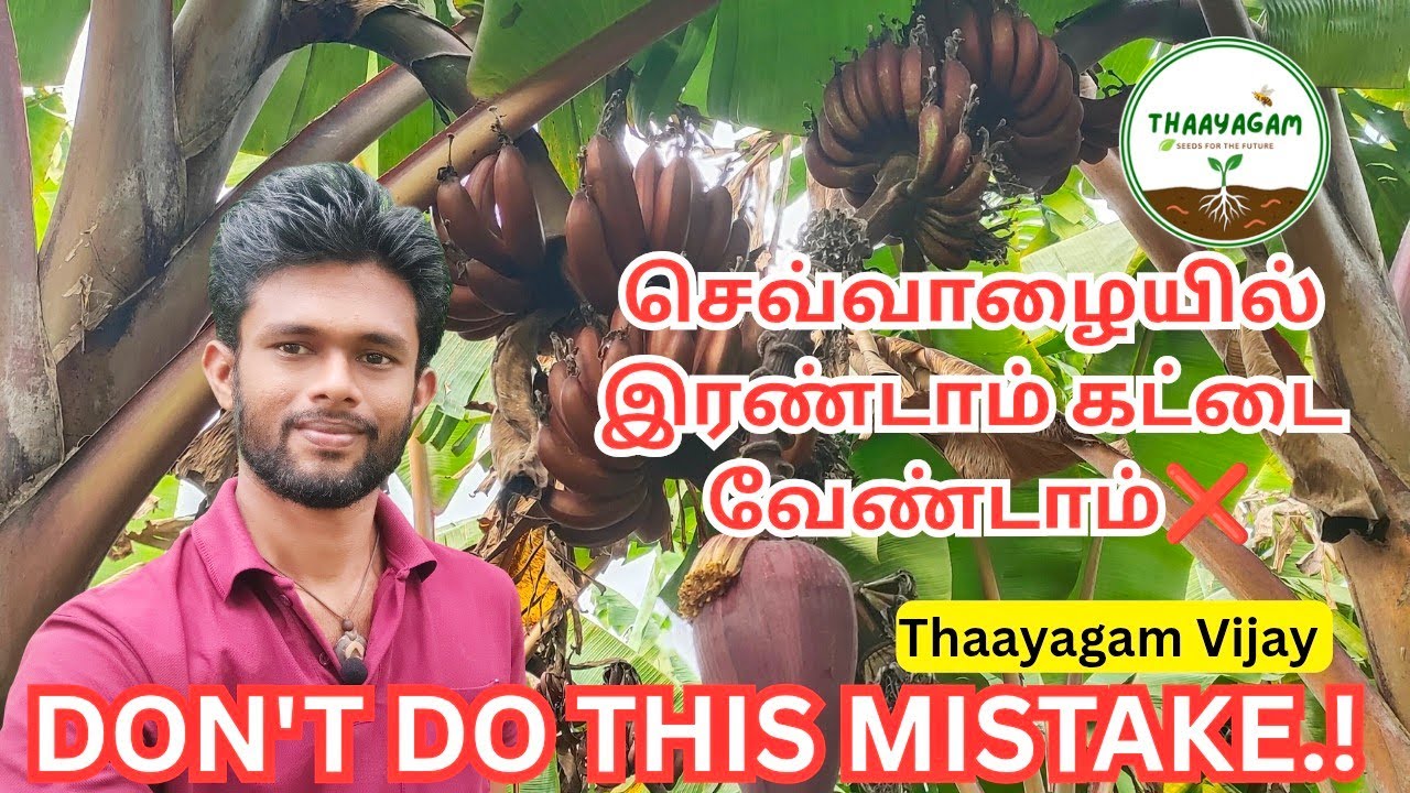 🚨 வாழை சாகுபடியில் இத மட்டும் செய்யாதீங்க ❌ Don't Do This on RedBanana cultivation @thaayagam_vijay 