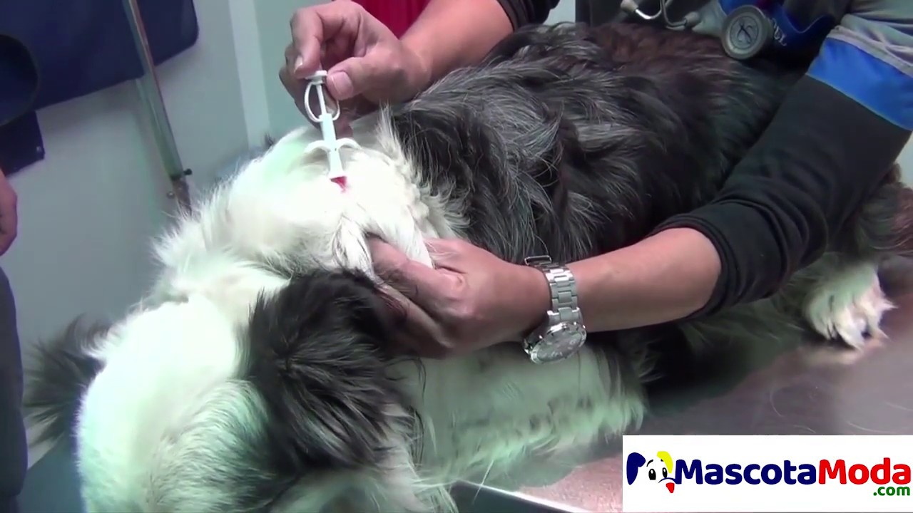 Micro Chip de identificación animal perro gato