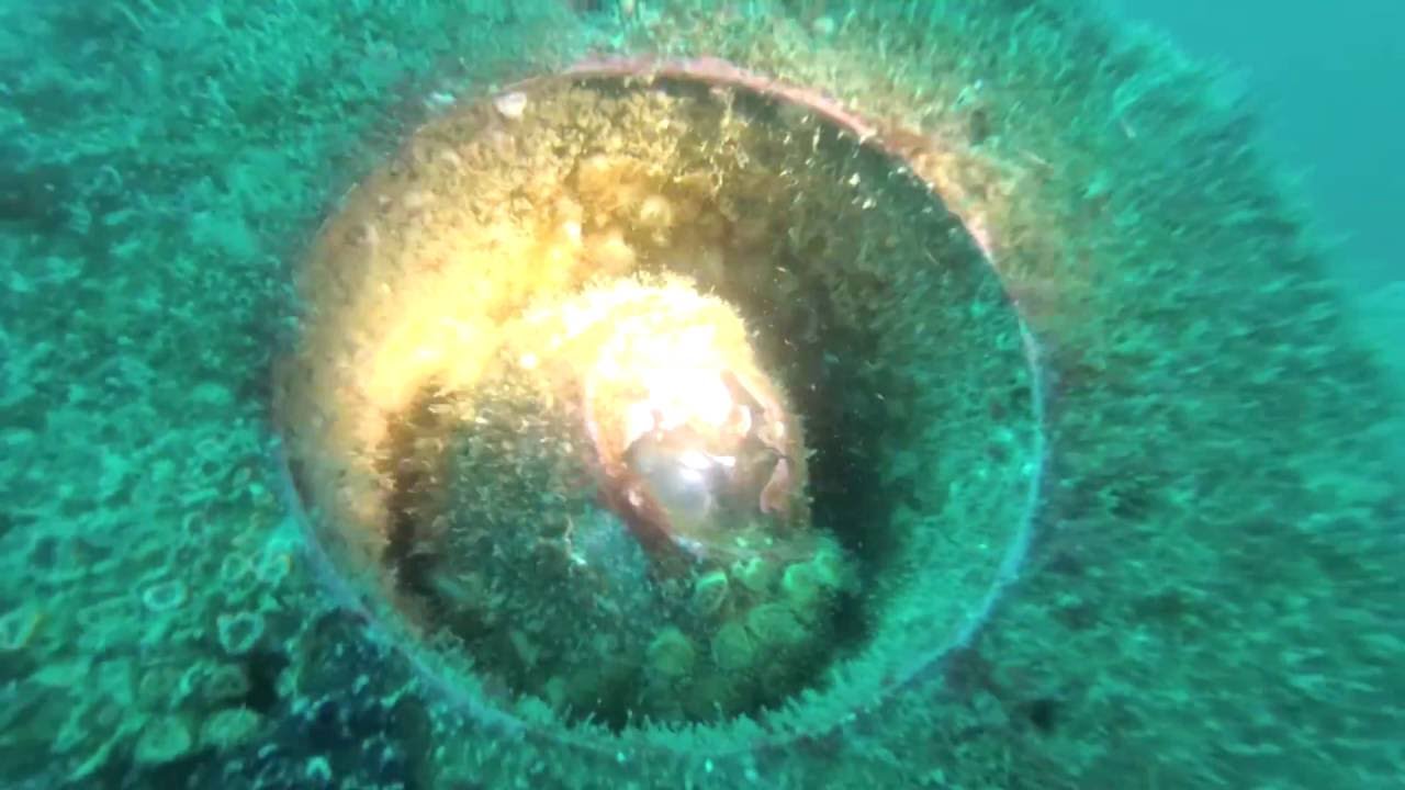 Plongée sur l'épave U-171