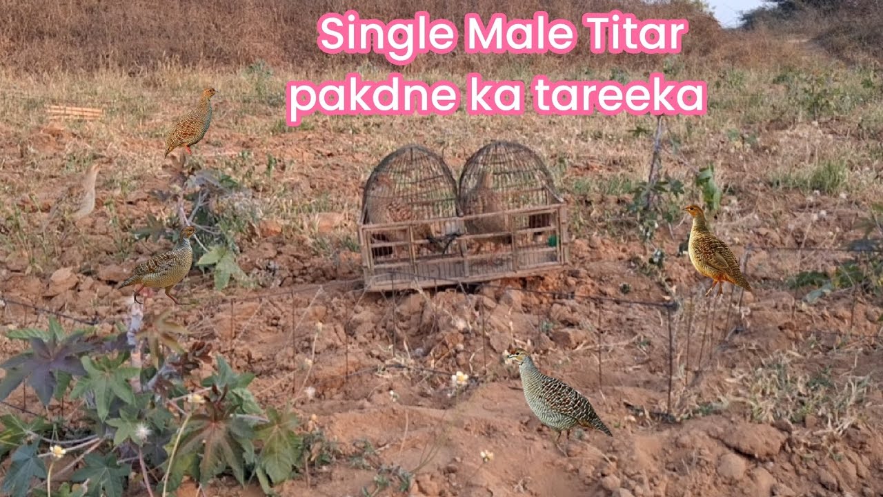 Single male Titar pakdne ka tareeka Jangali Male Titar ki Shekhar 