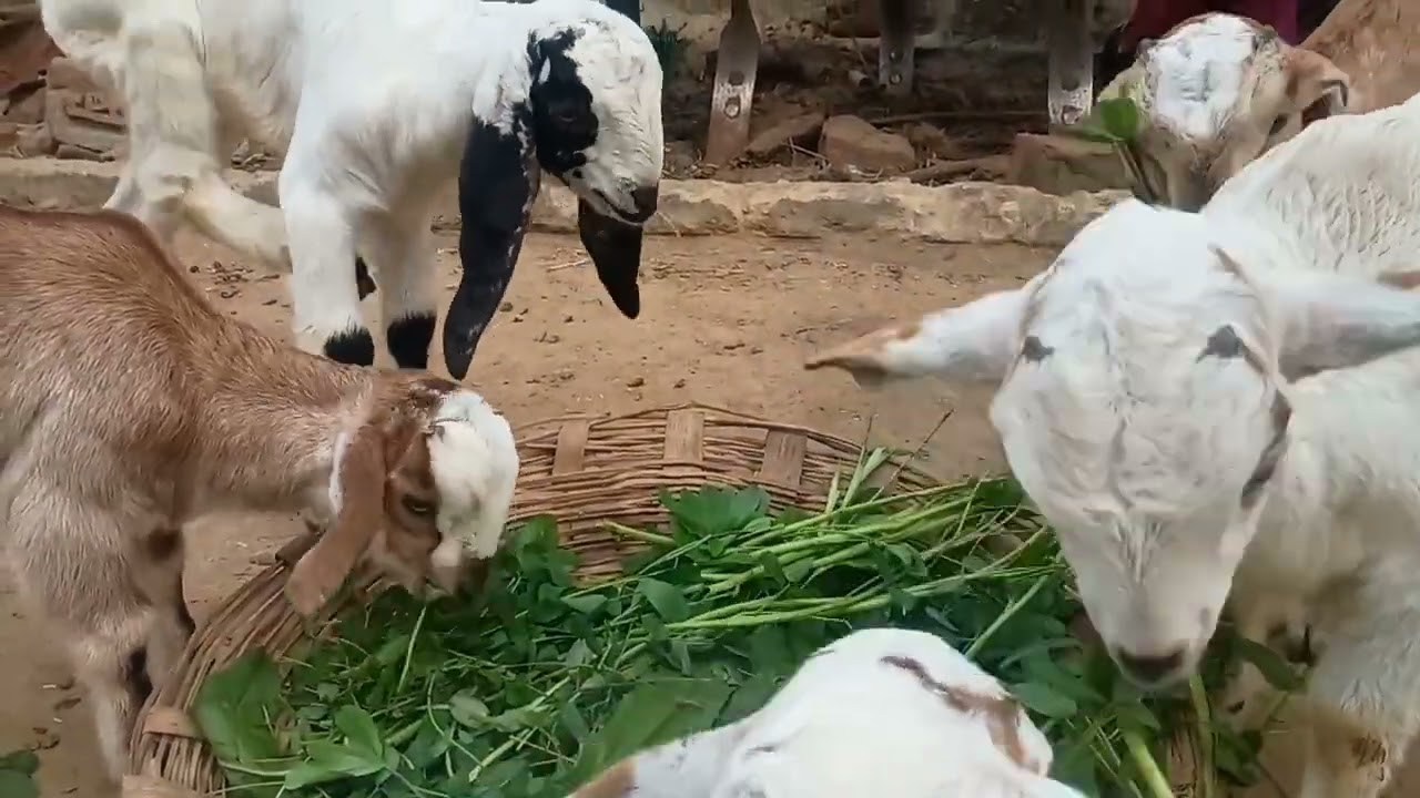 बकरी के बच्चों को मरने से कैसे बचाएं🐐🍀😱🙀🐐#whitegoat #goatfarming #beautifullgoats #viralvideo #goat 
