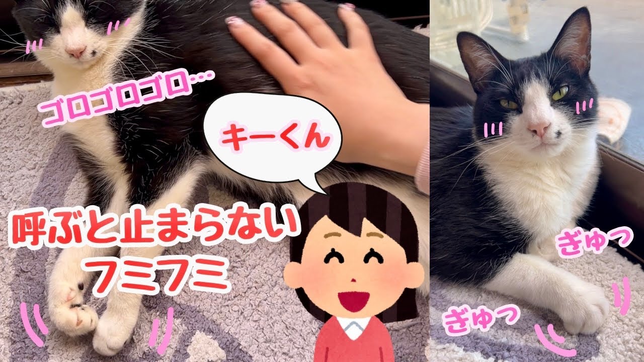 名前を呼ぶとゴロゴロとフミフミが止まらない猫が可愛すぎる！！！