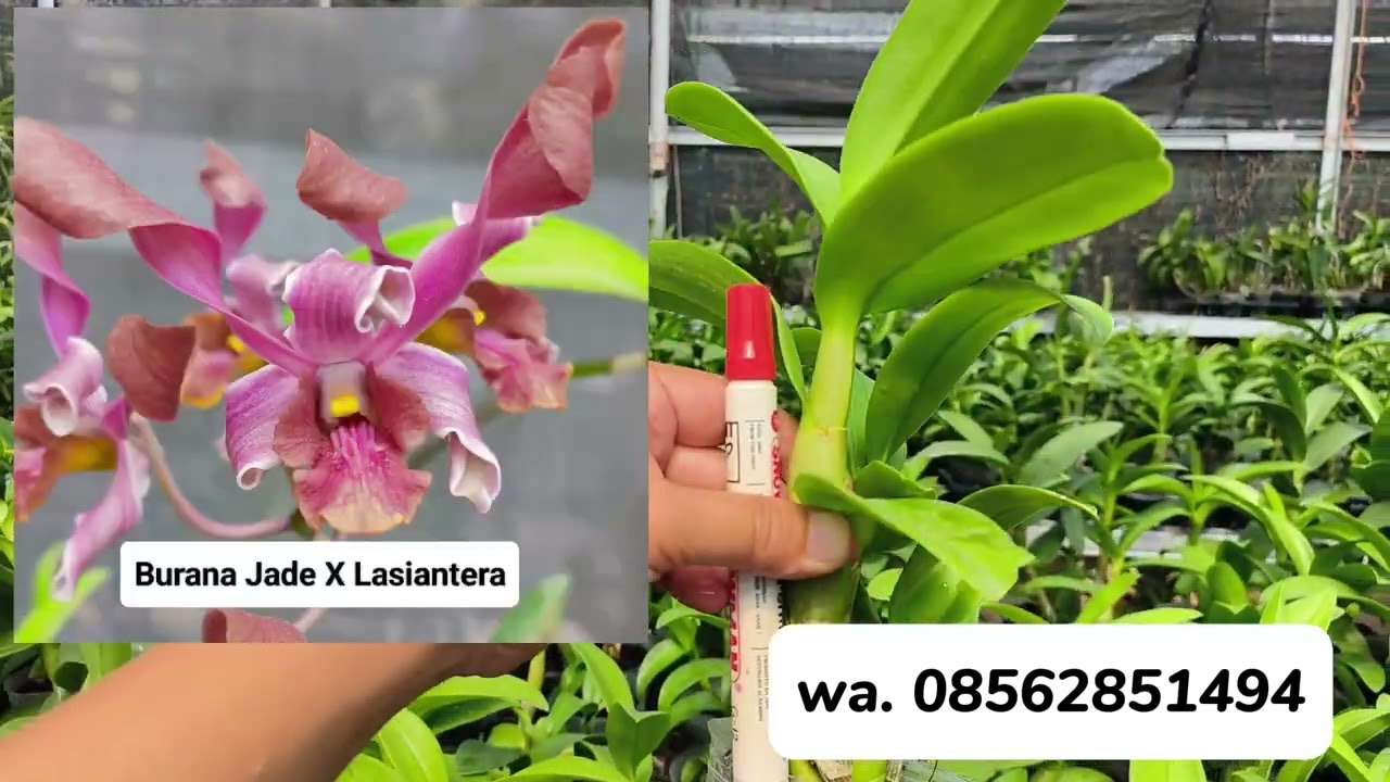 Murah Anggrek Dendro Bulat Bonus BAP Anggrek Mutasi Anggrek Kuning Anggrek Semi Kriting Koleksi