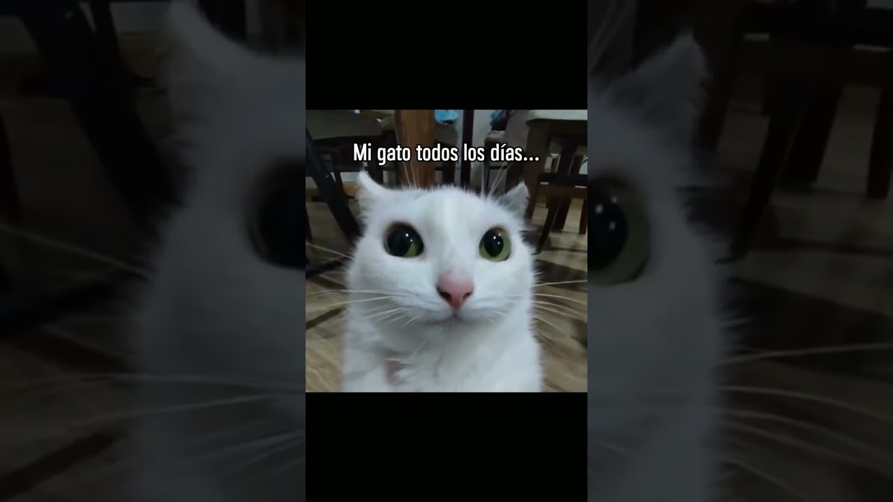 Tienes un pedacito de queso?