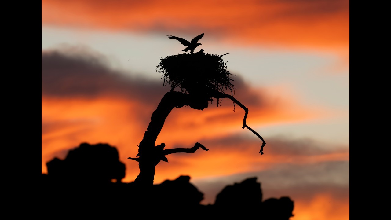 Osprey Sunrise