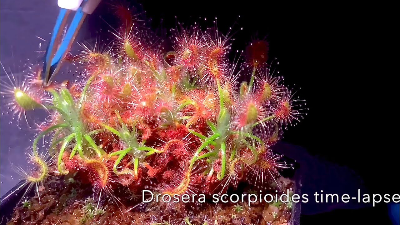 Drosera scorpioides time-lapse feeding