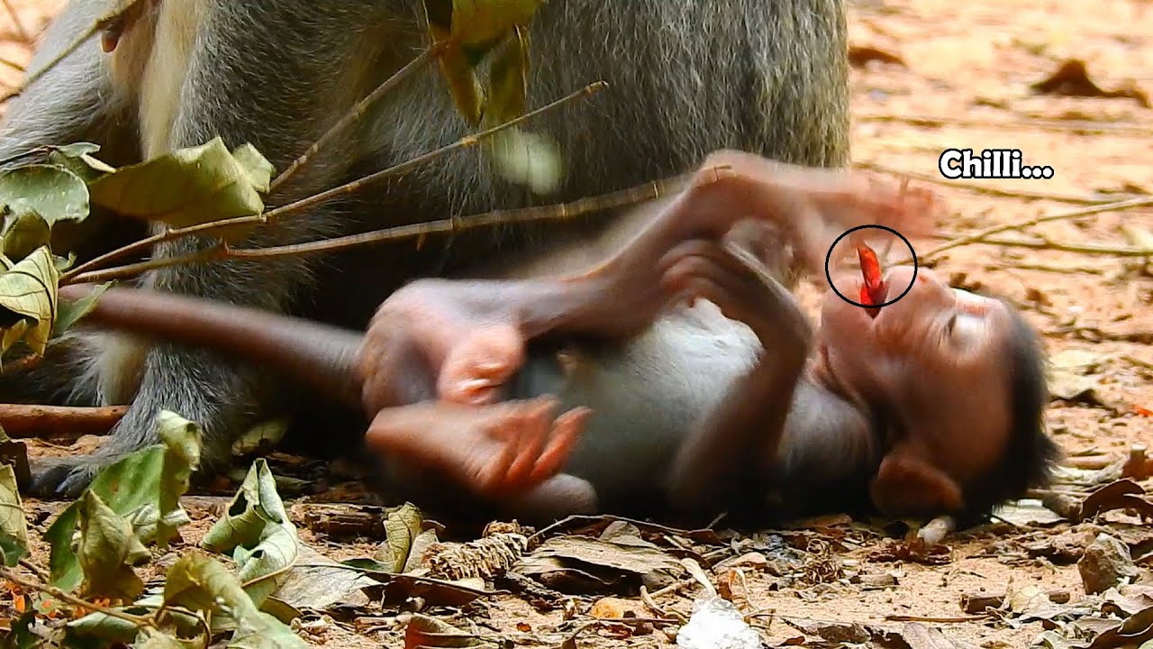 Jinx Eating Wrong She Eat Chilli Make She​​ Spicy | Jinx Cries Jerking Body Near Mum Jade