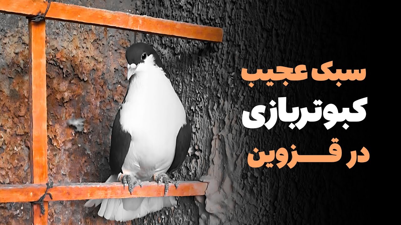 سبک عجیبی از کبوتربازی در قزوین؛ چاشنی بازی چیست؟