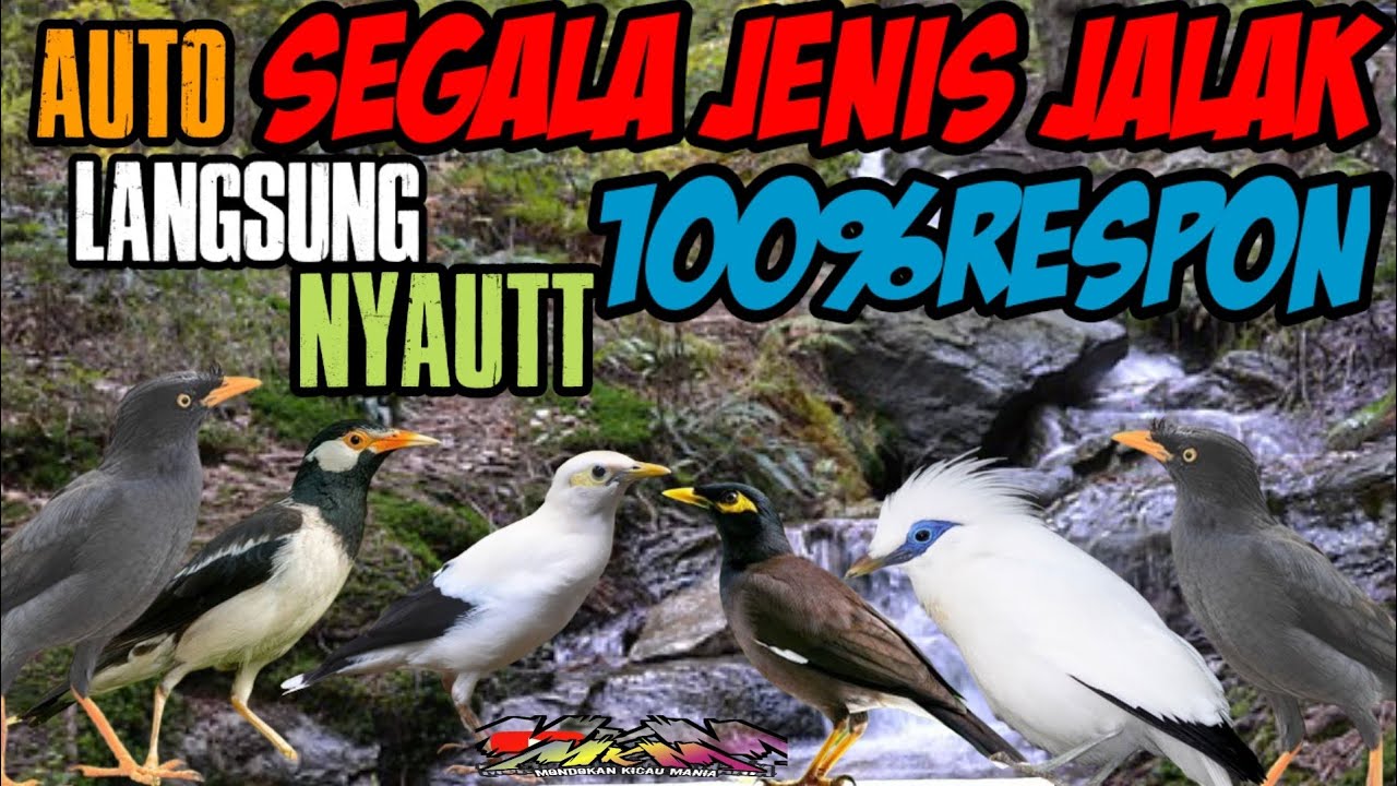 masteran jalak paling manjur di damin nyautt