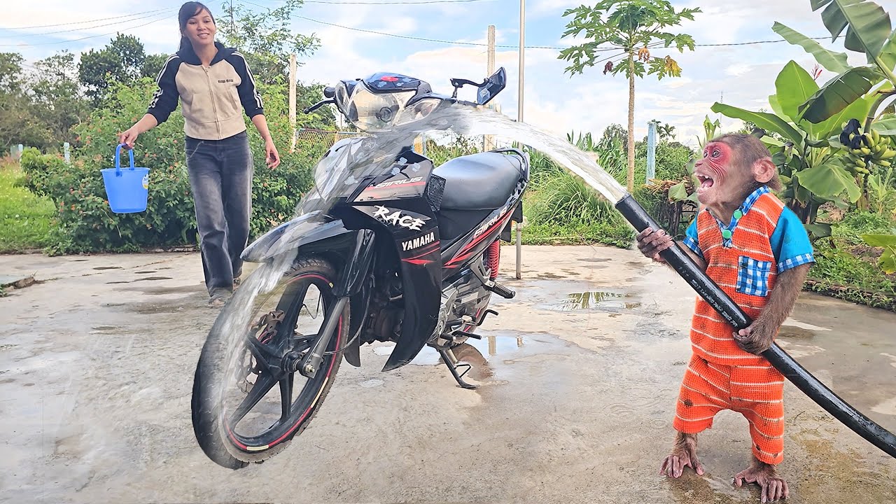 Monkey Su excited to wash super car his mother's!