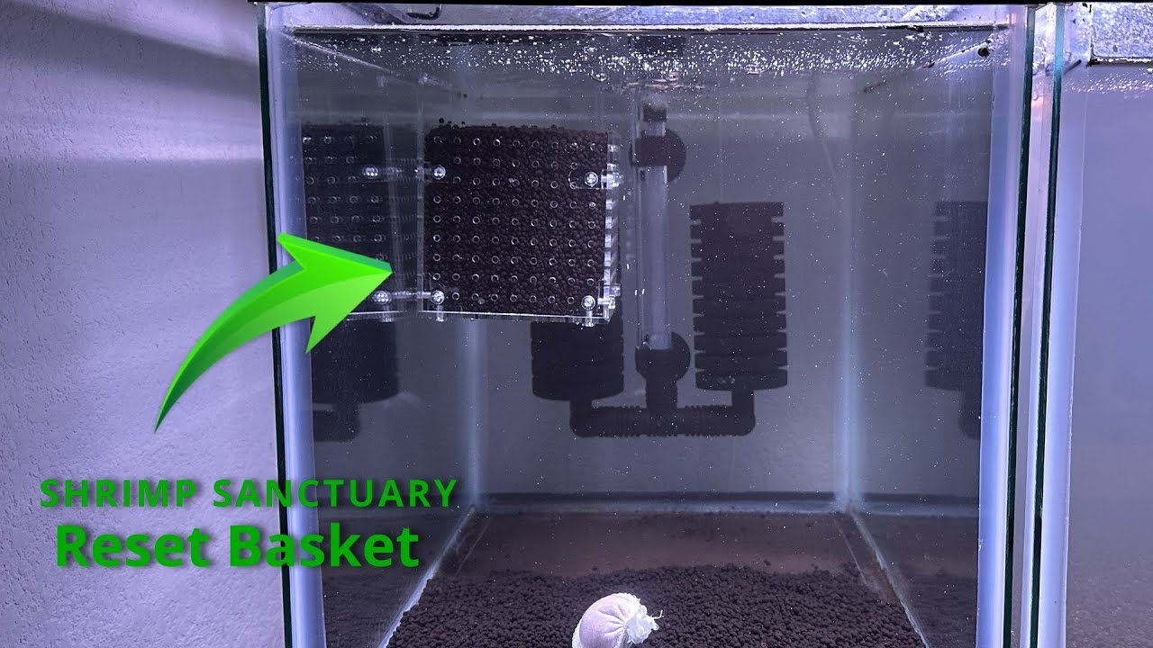 Resetting a Shrimp tank using Shrimp Sanctuary's reset basket