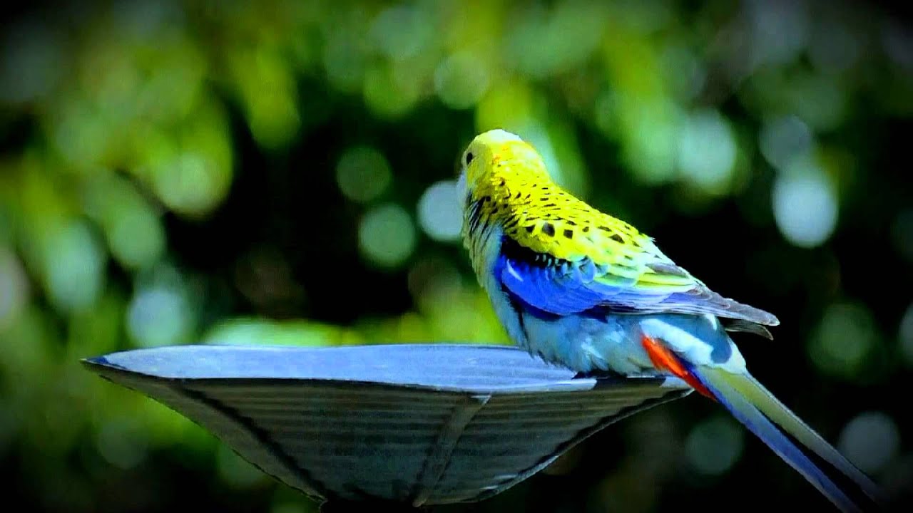 Pale-headed Rosella