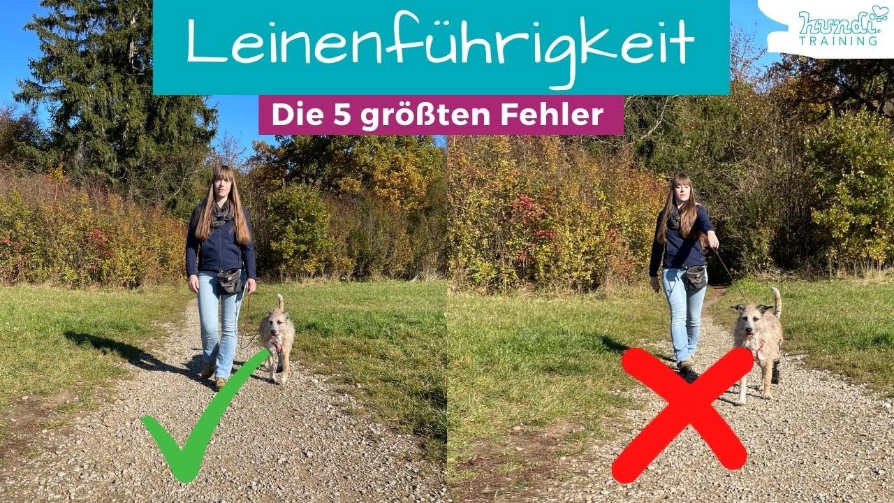 Die 5 größten Fehler beim Training der Leinenführigkeit und Übung unter Ablenkung