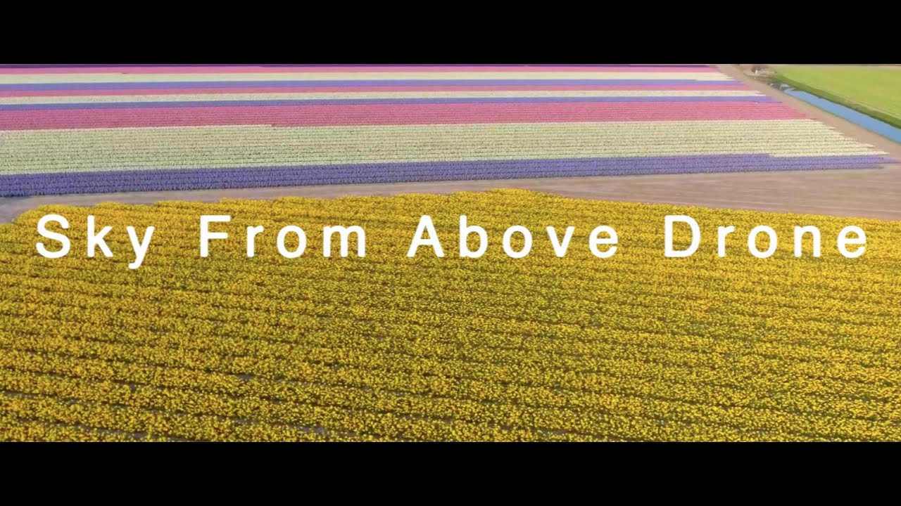 Sky From Above Drone | The Flower Fields of Holland | Lisse | The Netherlands