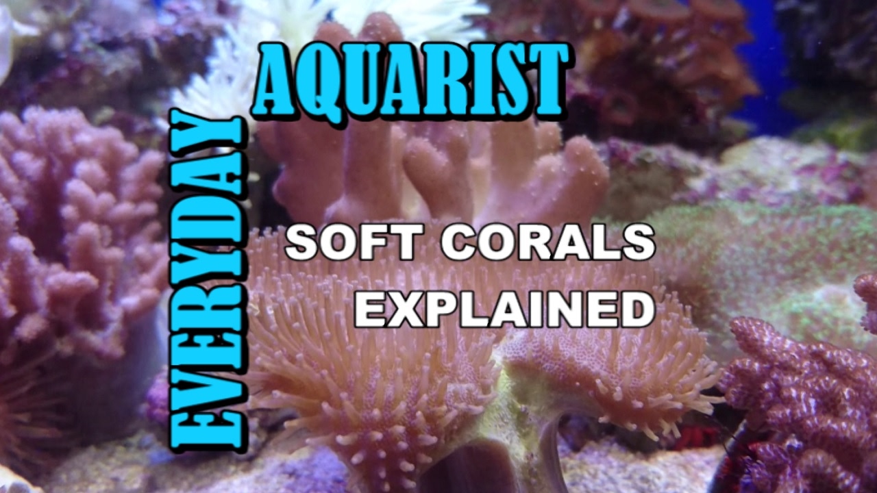 Soft Corals for Marine Aquariums Explained For Beginners
