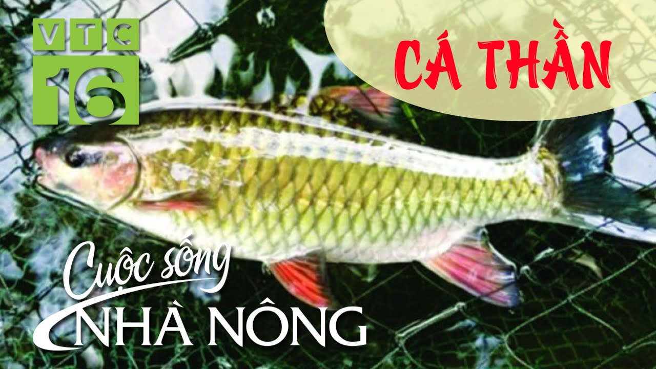 Thưởng thức đặc sản 