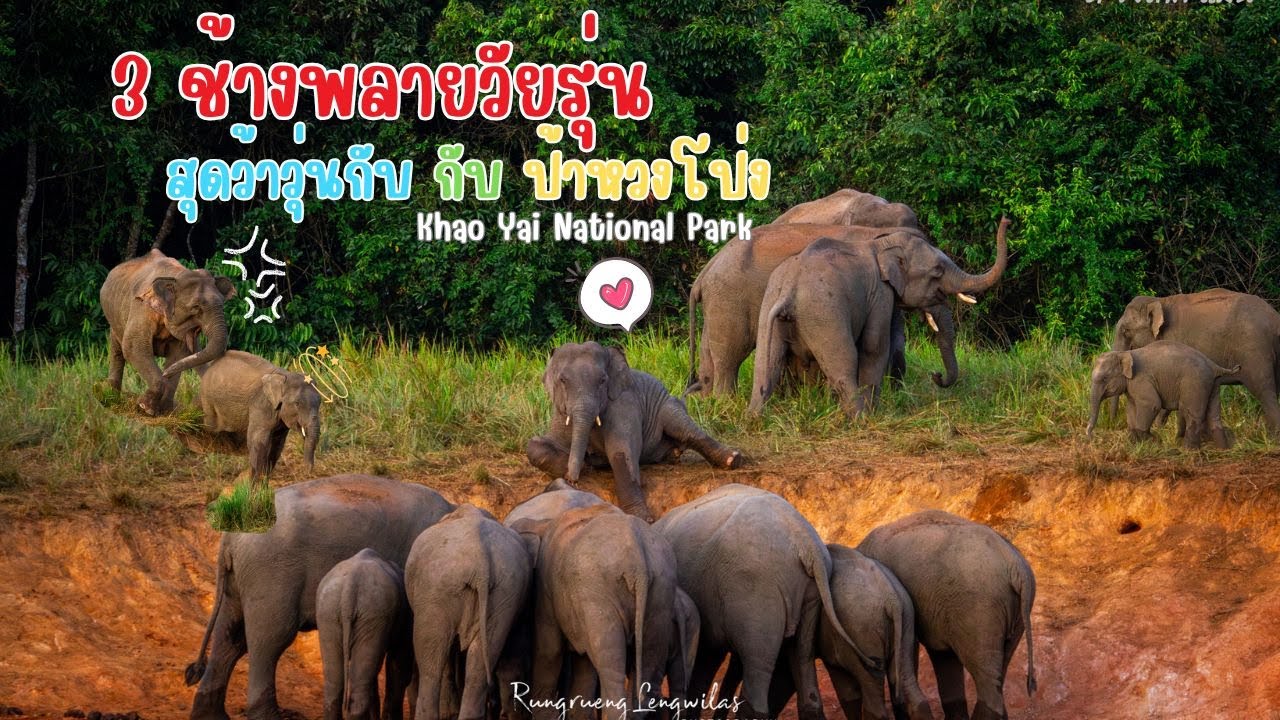 วัยรุ่ยวุ่นกลางช้างโขลงแม่สายหยุด ณ โป่งชมรมเพื่อน