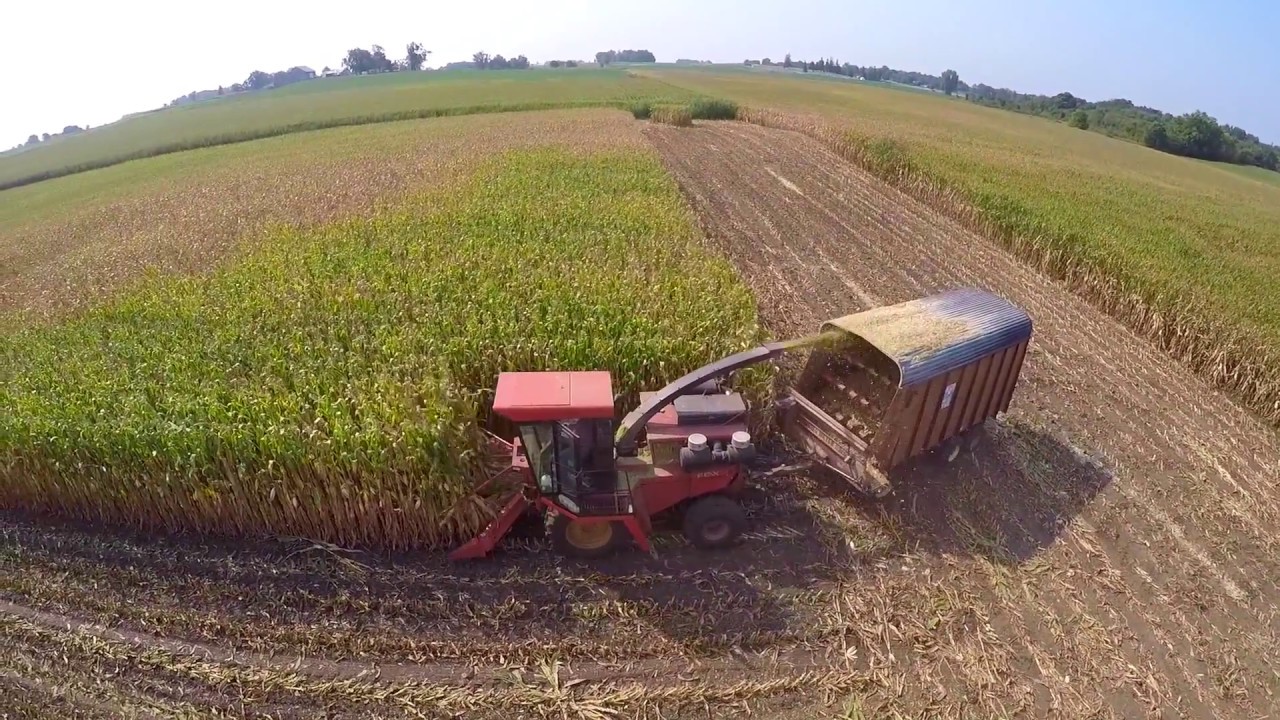 Fox 6600 Chopper chopping Corn Silage near Greenville Ohio