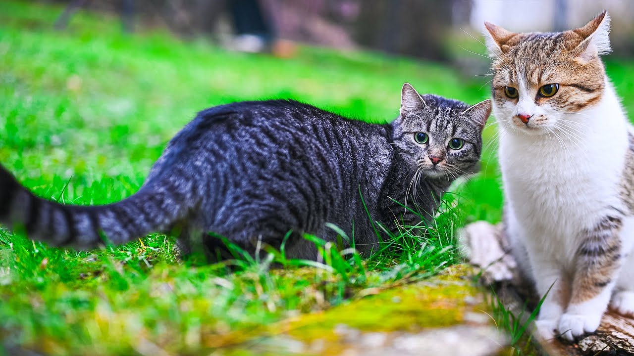 My Cats Found Out It’s Mating Season 🙀 No AI, No Music