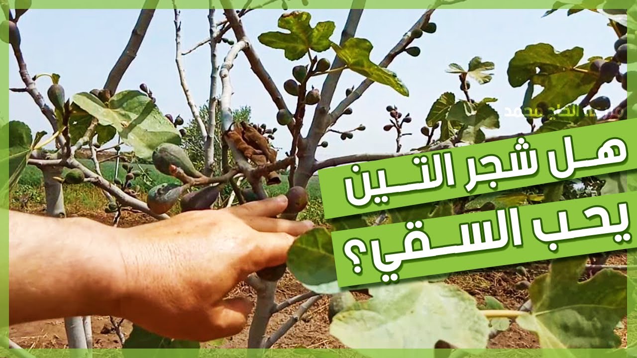إشاعات خاطِــئة حول السـقي يجب أن تـتدارك أمرها قبل مـــوت شجرتك | شجــرة التين