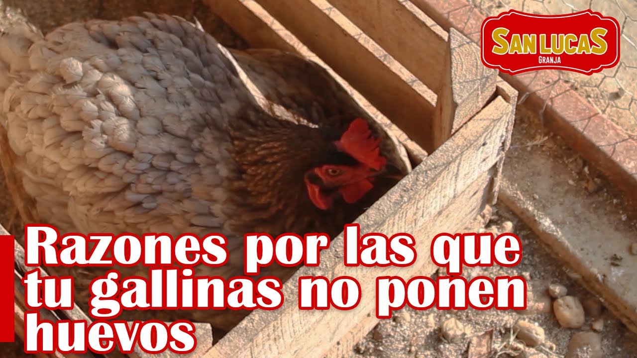 ¿Por qué tus gallinas no ponen huevos? Te lo explicamos | Granja San Lucas