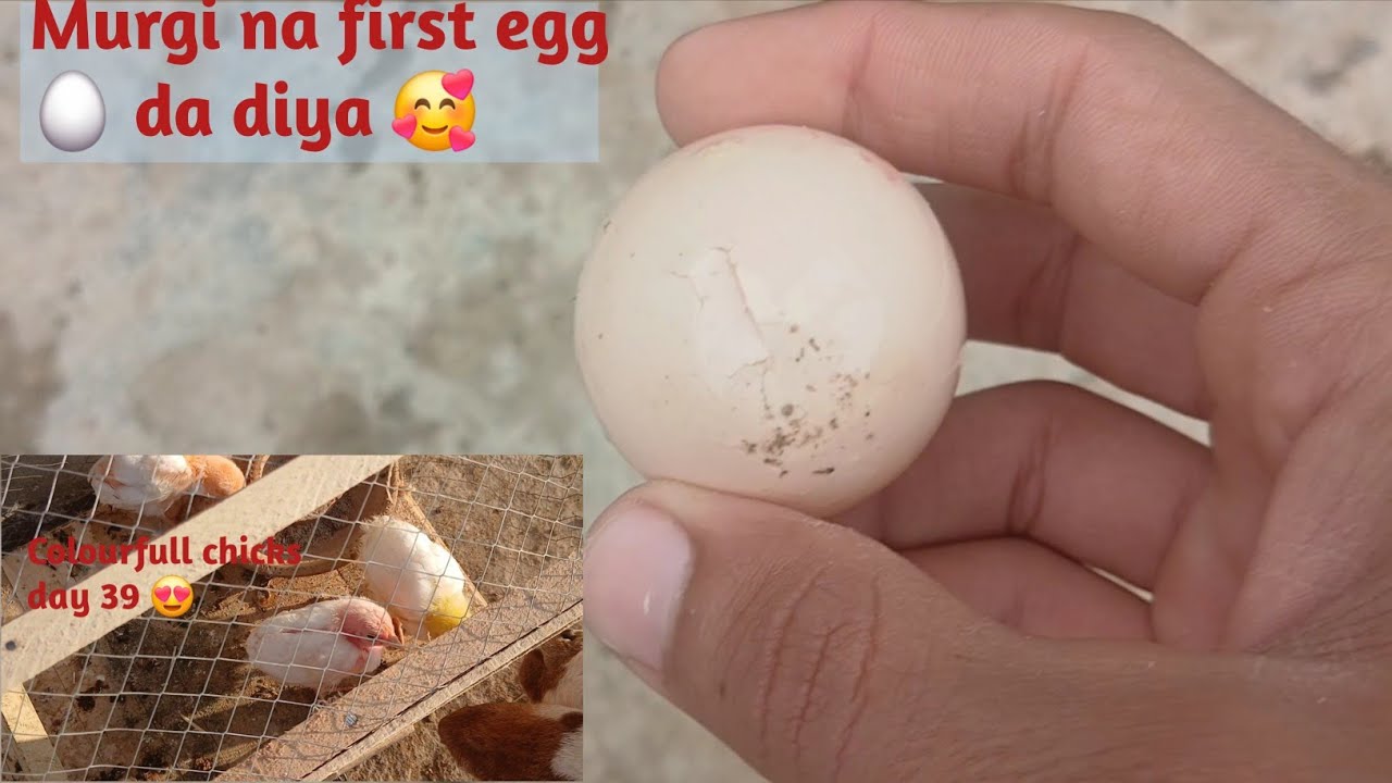 Masshallah ❤️ aseel murgi na pehla anda da dia 😍