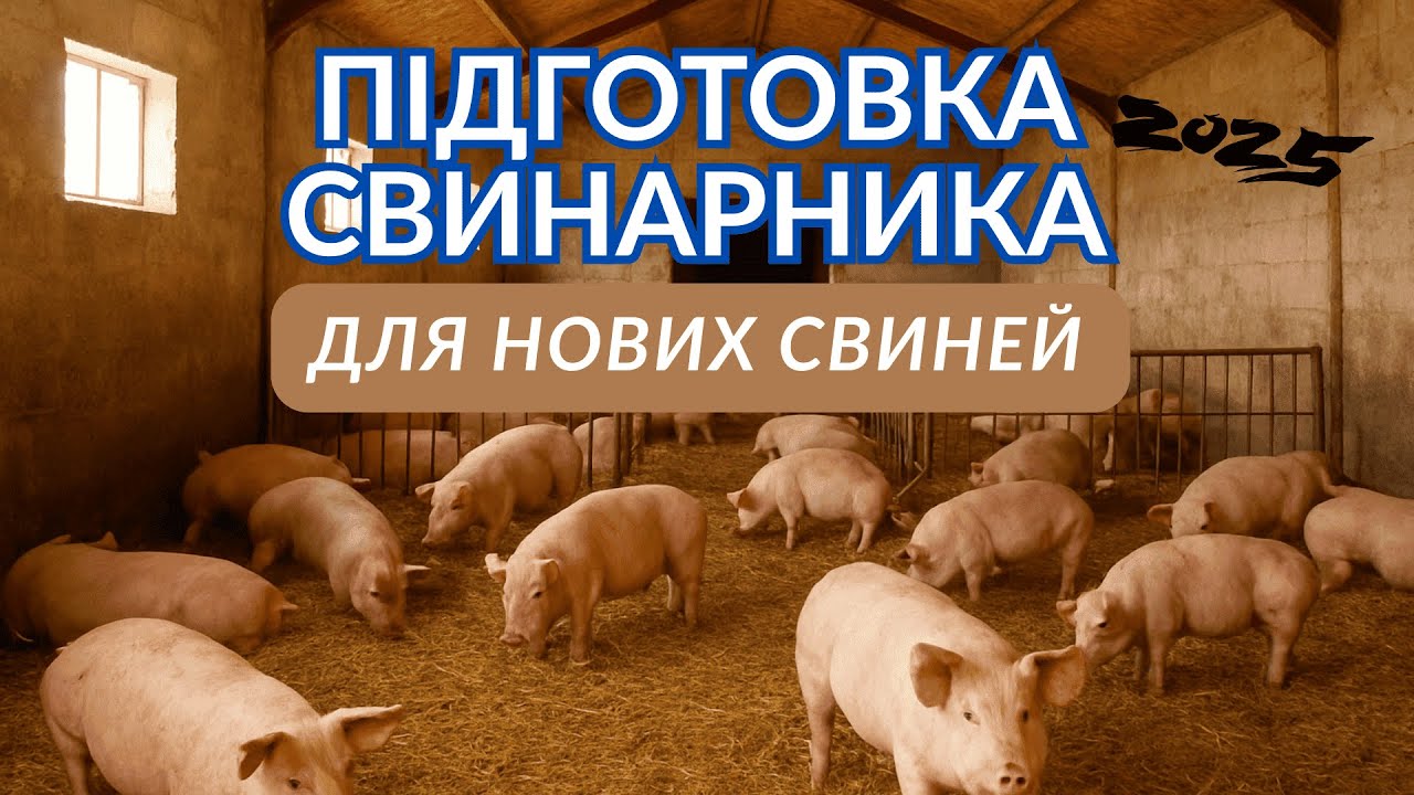 Підготовка свинарника для нових свиней