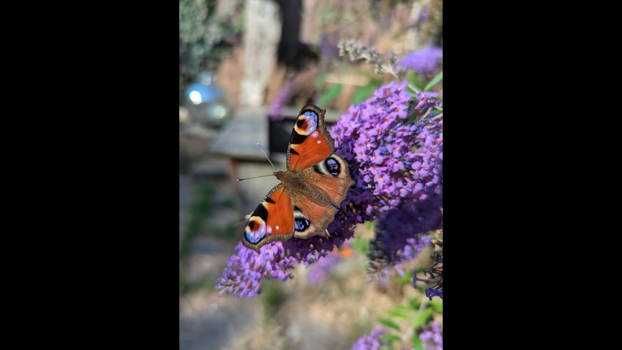 Zomertuin