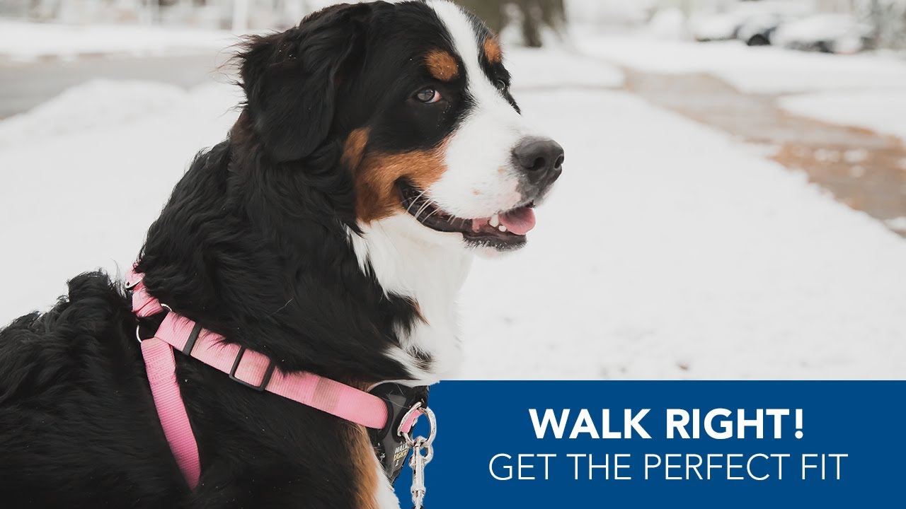 How to Size Your Walk Right! Front-Connect Padded Dog Harness