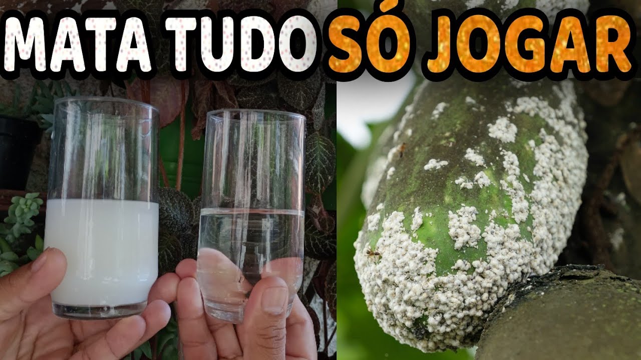 Esses são os 2 MELHORES FUNGICIDAS CASEIROS que Existem