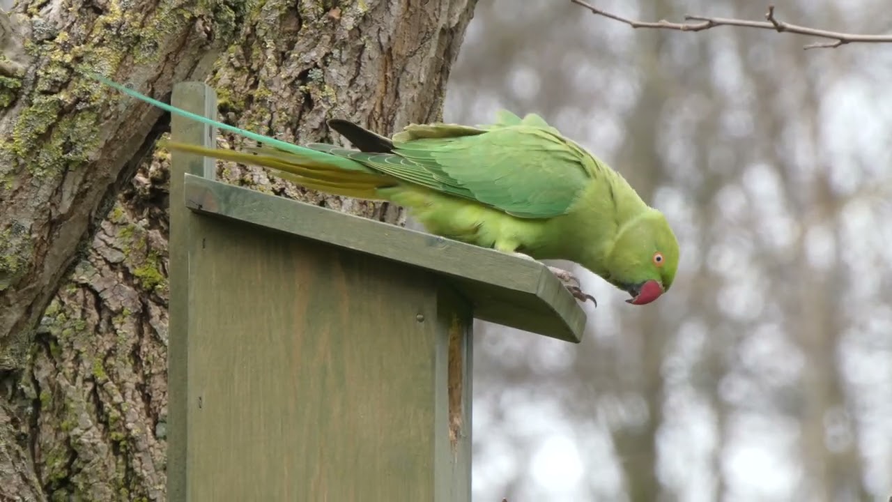 A rose-ringed parakeet year
