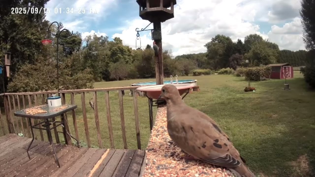 Archive Files of Birdbath Cam Compilation 20250916 A