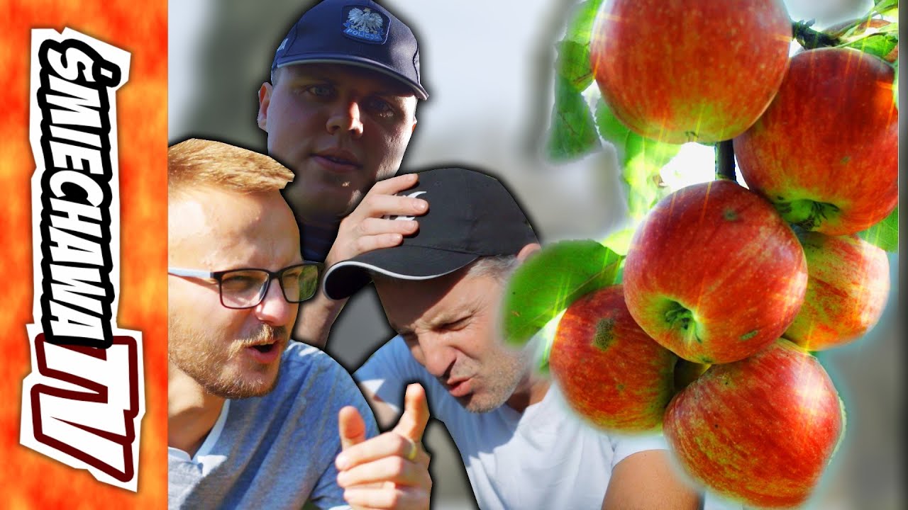 Jabłka 