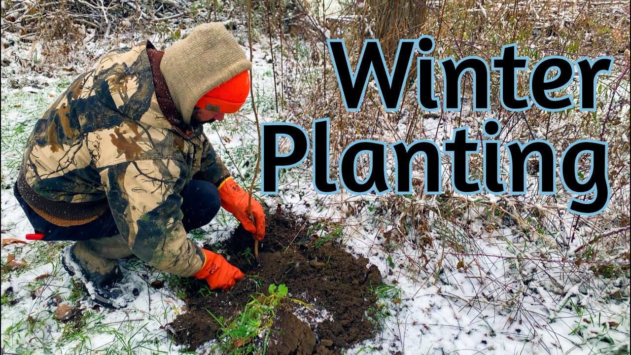 Planting Trees in Snow