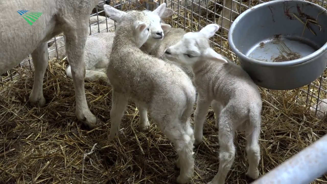 Drukte van belang bij schapenhouder in Tiendeveen