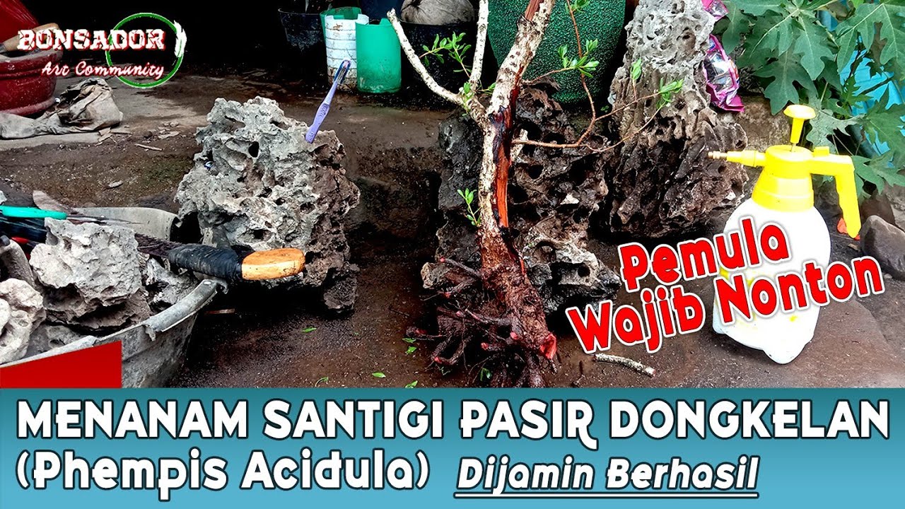 MENANAM SANTIGI PASIR DONGKELAN (Phempis Acidula)