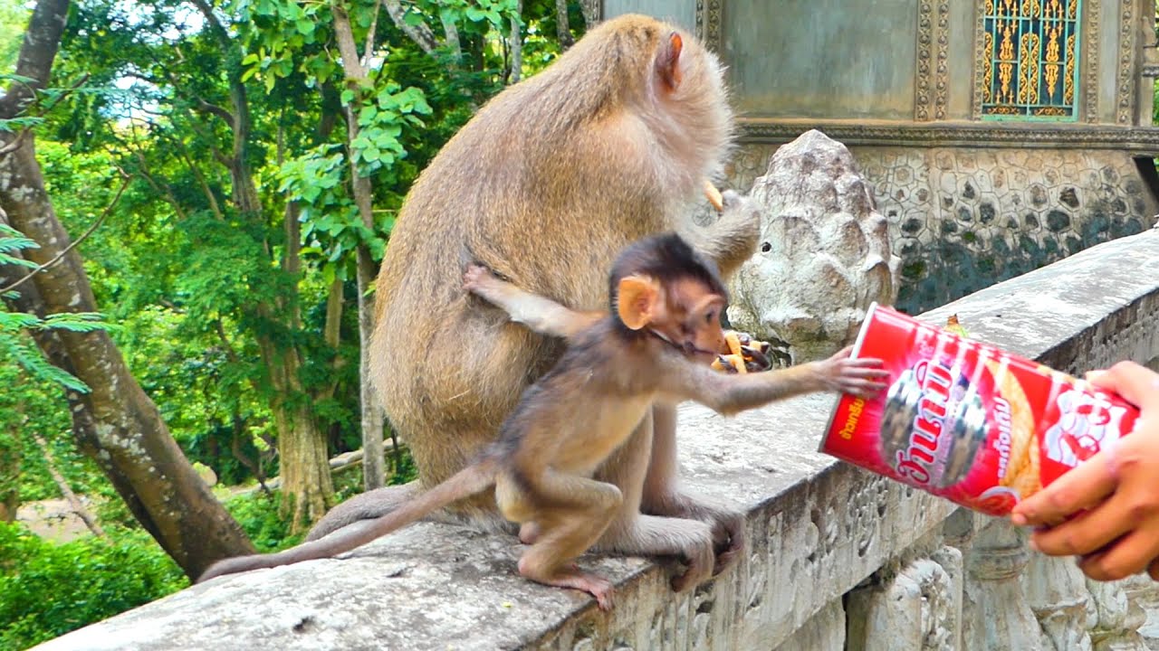 Oh no...Poor Baby monkey TESSA is not brave to take food from visitors.