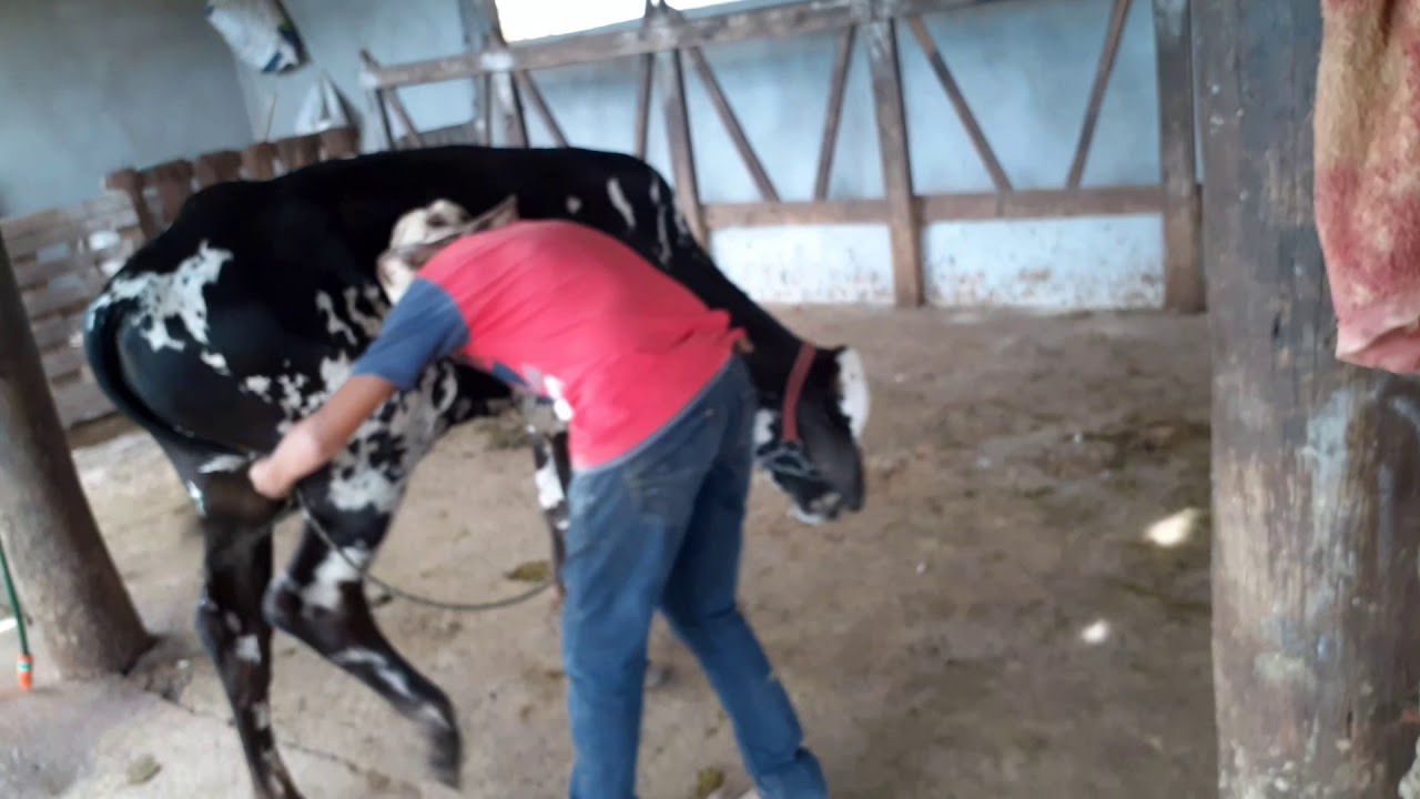 andando no meu boi novo